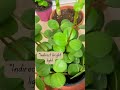 Peperomia hope new plant parent how to care for peperomia youtubeshorts shortspeperomia