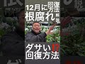 12月に!?️根腐れ回復方法