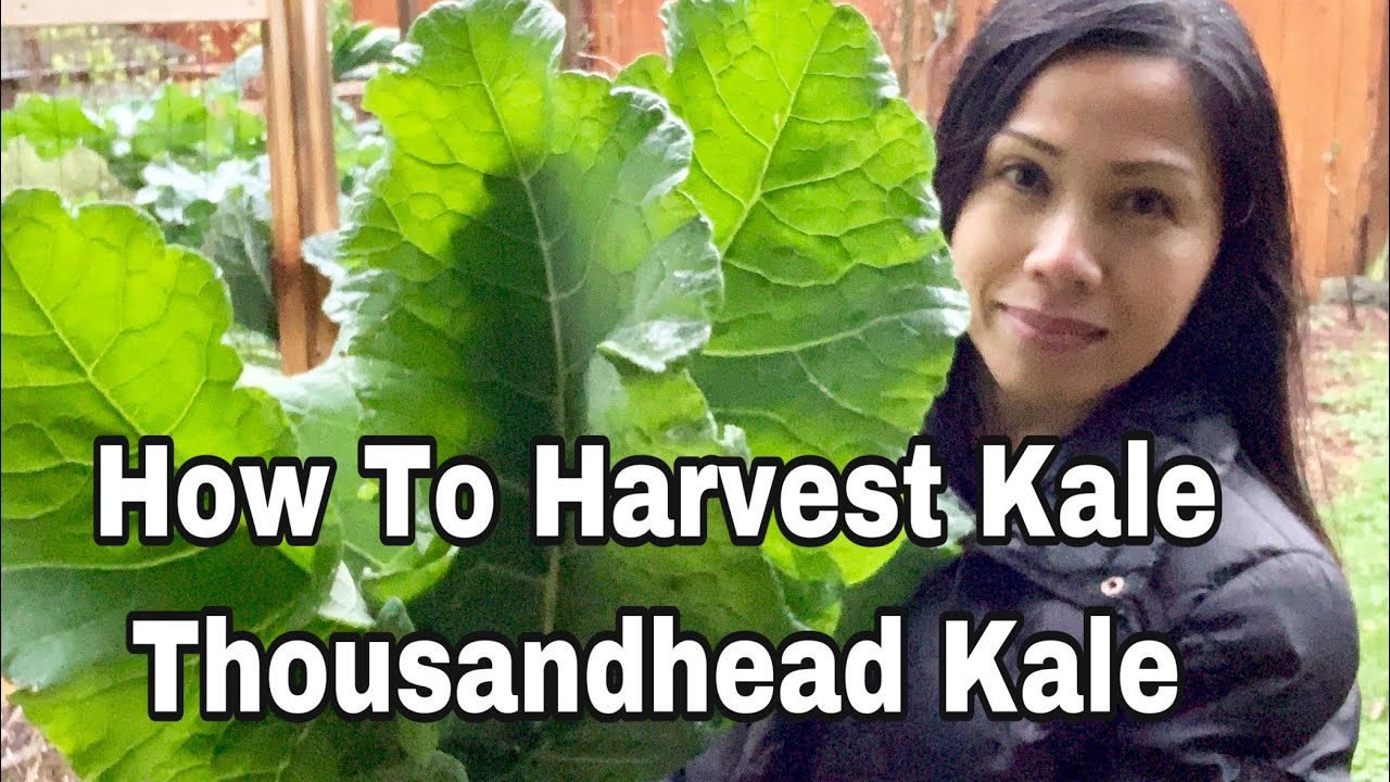 How To Harvest Kale, Thousandhead Kale