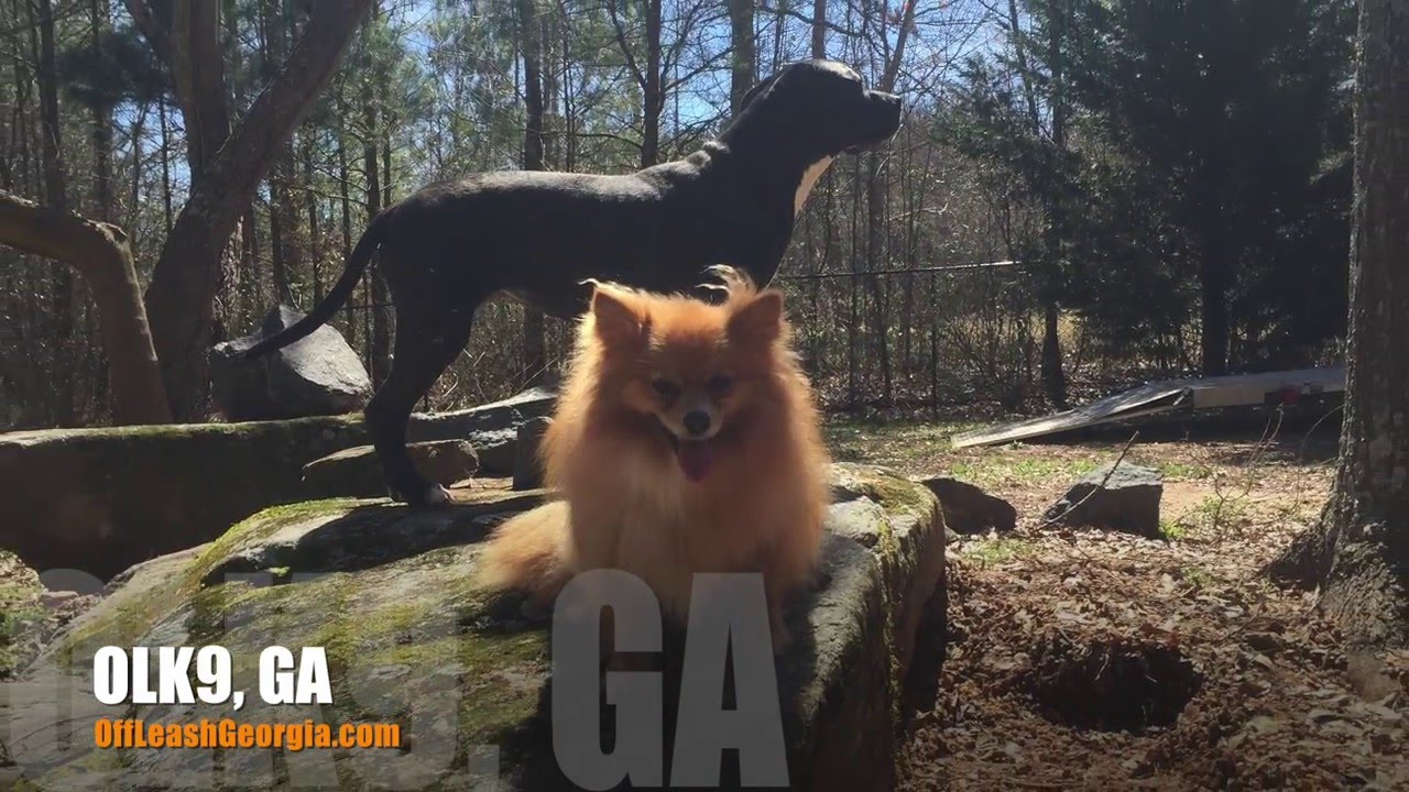 6 Year Old Pomeranian "Zoe" Before/After Video | Best ...