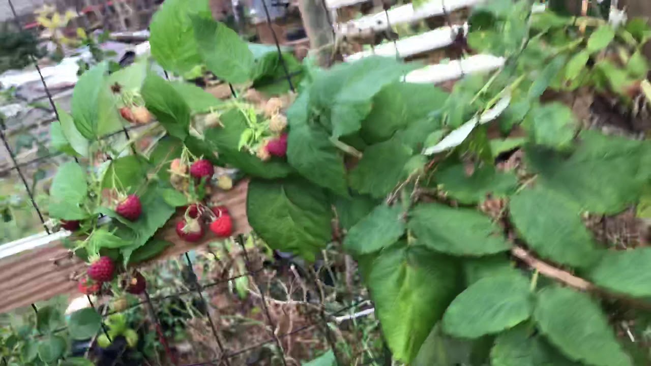 Dorman Everberring raspberries still producing in December zone 8B