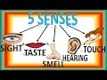 Five Senses For Children with Song, Cinco Sentidos Para Niños en Inglés