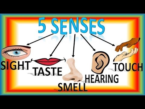 Five Senses For Children with Song, Cinco Sentidos Para Niños en Inglés