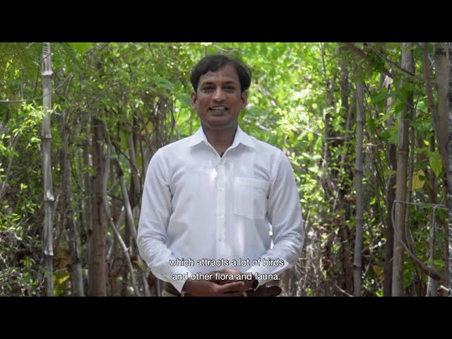 Watch Une forêt dans une usine à Chennai, en Inde on YouTube.