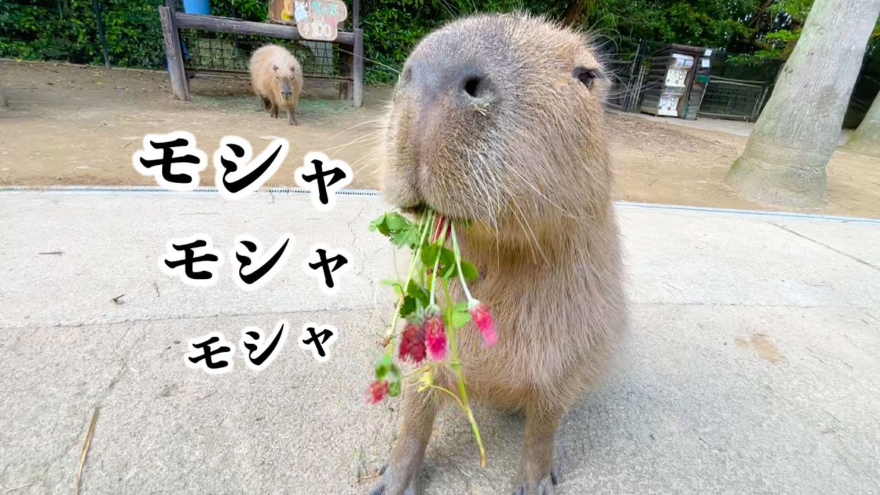 お口いっぱいに詰め込みすぎたカピバラさんはコチラ Capybara and tapir eat crimson clover