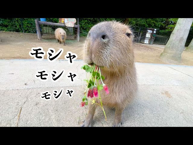 Capybara and tapir eat crimson clover - YouTube