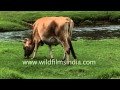 Cow grazing in a meadow, Munnar