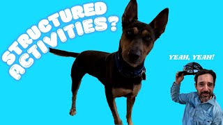 STRUCTURED ACTIVITIES AT DOG DAYCARE | WHY WE THINK IT IS IMPORTANT