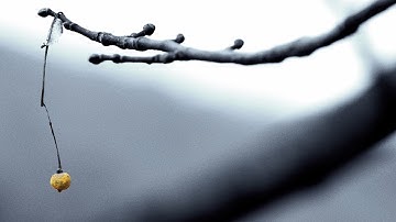 Pinegrove - "Endless" (Official Music Video)