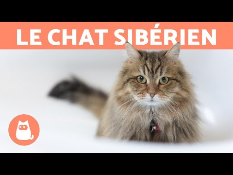 Vidéo: Chat Sibérien: Description De La Race Et Du Caractère, Photo, Choix D'un Chaton, Avis Des Propriétaires