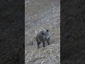 Amazing Giant Wild Boar Shots 🐗 Dev Azılı Domuz Vuruşları!