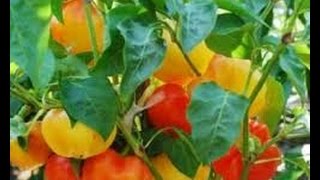 ⟹ Alma Paprika Pepper Capsicum annuum THICK WALLED PEPPER!!!