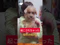 #トイプードル #シニア犬