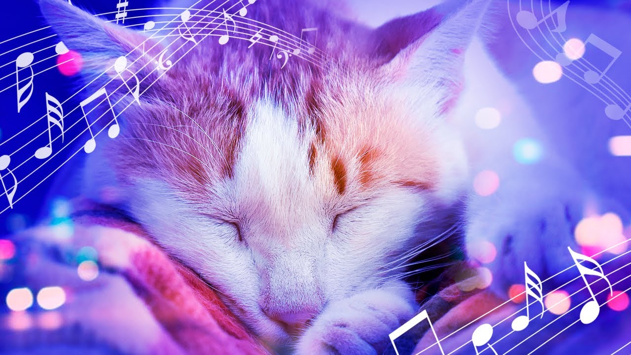 Curated visual reference: Reducing Cat Anxiety With Music Reference: Anti Anxiety Music For Cats Relax And Calm Cat S