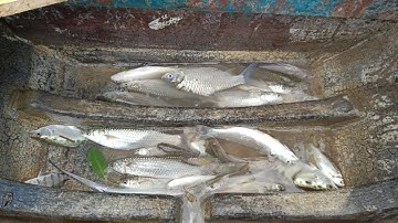 Một ngày dắc em bảo trải nghiệm thả lưới cá đối