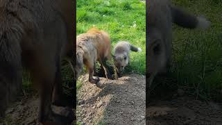 Foxes digging tunnels, Hezbollah, Hamas, foxes, wolves , animals