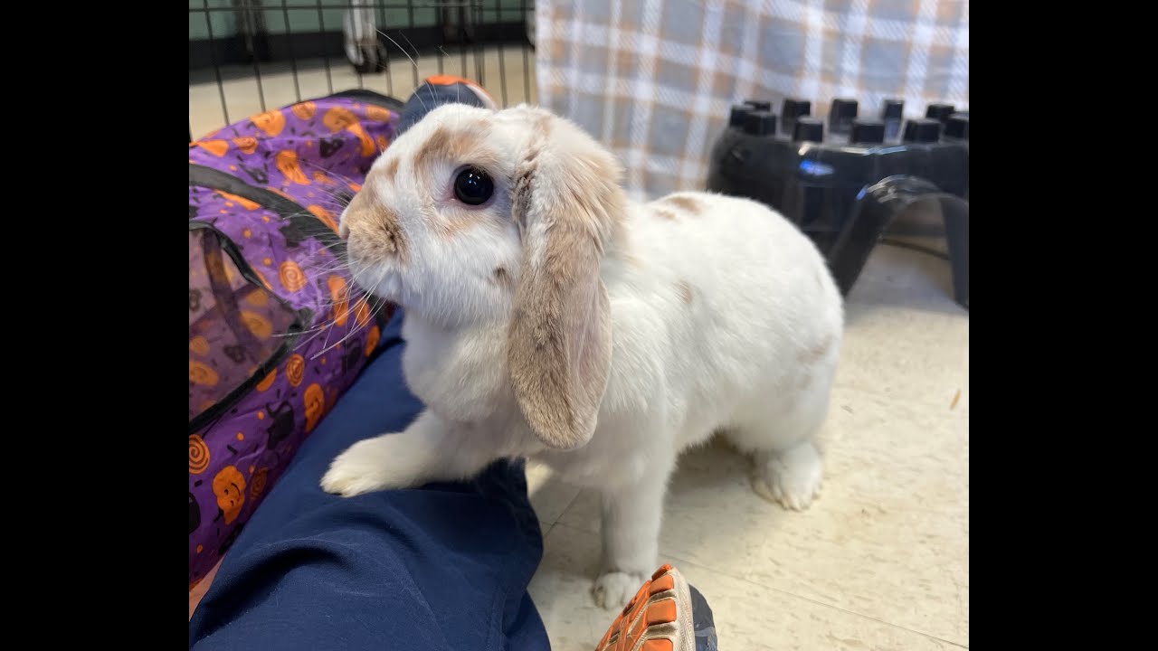 House Rabbit Network Adoptable Reba YouTube