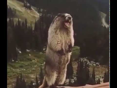 Bağıran ruh hastası kunduz ( screaming beaver )