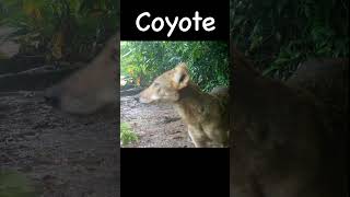 Coyote Shakes in Trail Cam Video