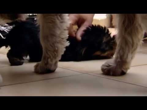 Videó: Ausztrál Terrier Kutyafajta Hipoallergén, Egészségi és élettartamú