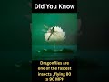 Did You Know | Dragonfly | Dragonflies | Dragonfly facts | Dragonfly unknown facts | Dragonfly speed
