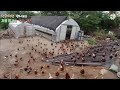 🔥순식간에 달려드는 수백마리 닭들-더욱 건강한 달걀을 위해 완전 자율 방사로 전환!!!(Very special chickens living in deep mountains)