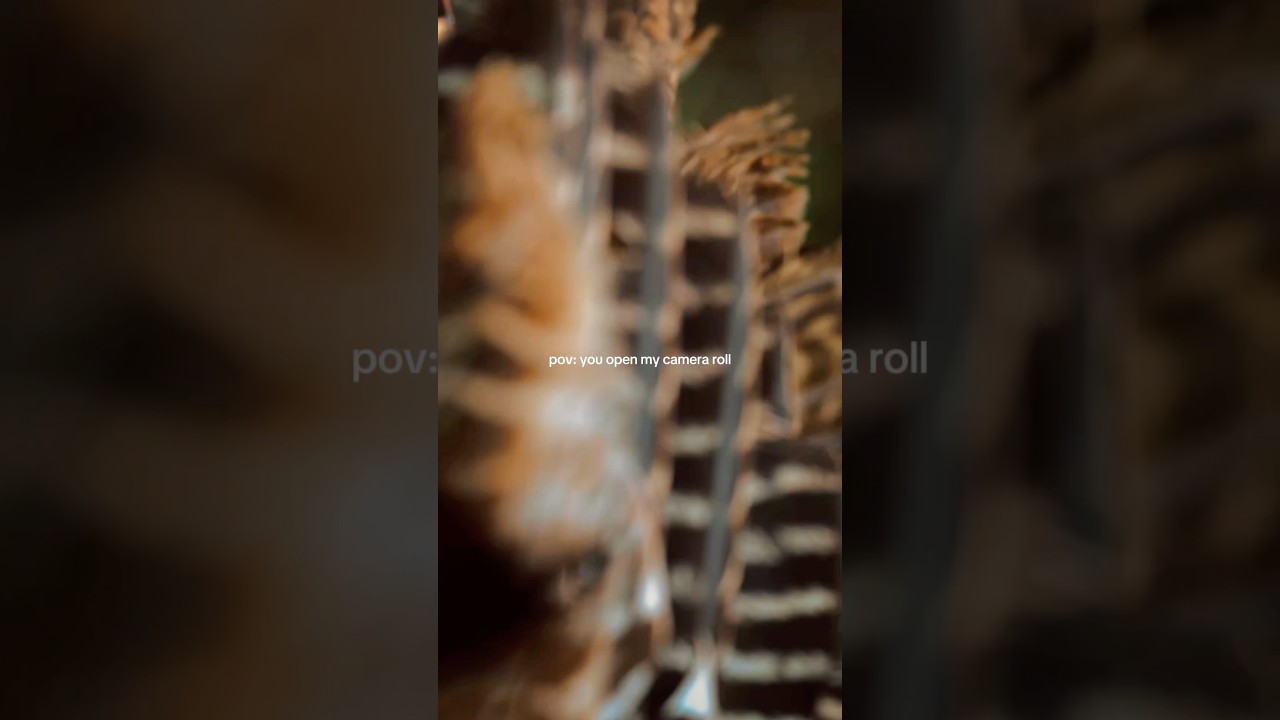 Camera Roll on lock… 