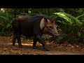 🌿 Amazon Jungle Animal Groups   How Animals Live &amp; Survive Together