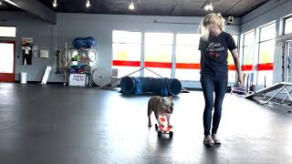 AKC Trick Dog Performer