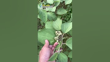 Sự thật về cây an xoa cây thuốc tốt nhất chữa gan, và phòng gan cách phân biệt an xoa