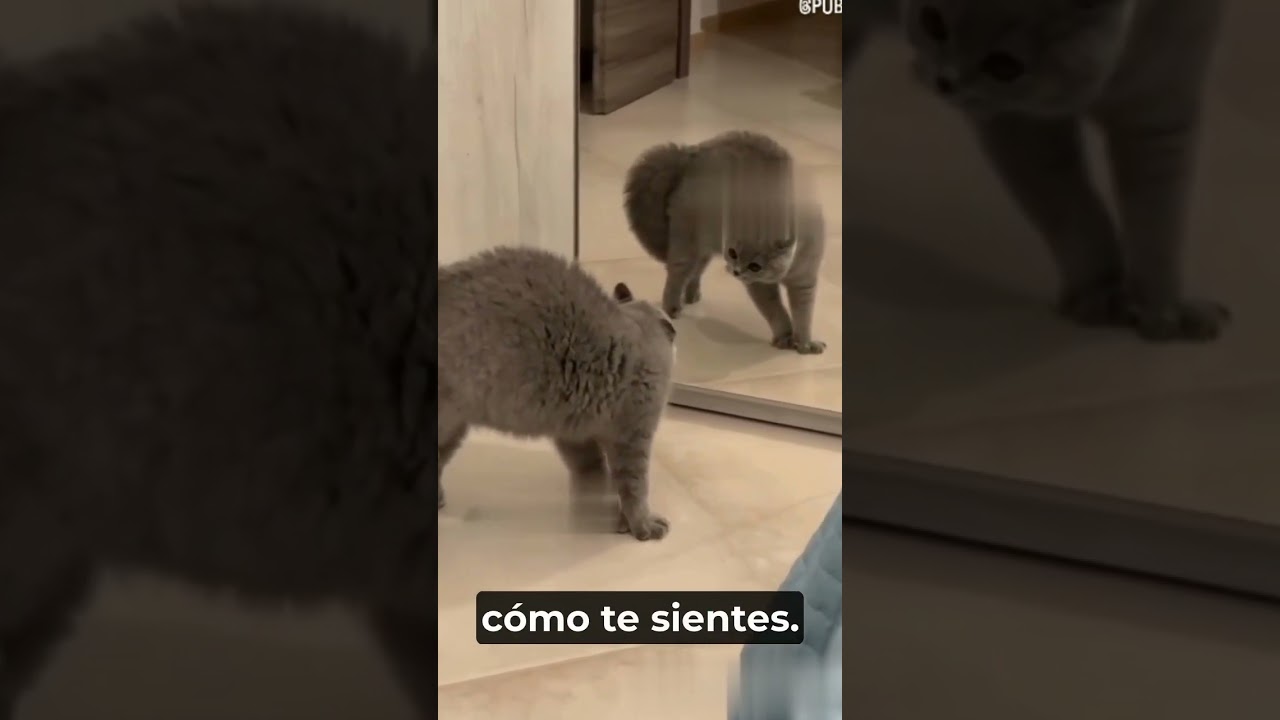 Secretos Felinos Revelados: ¡Te Sorprenderás!