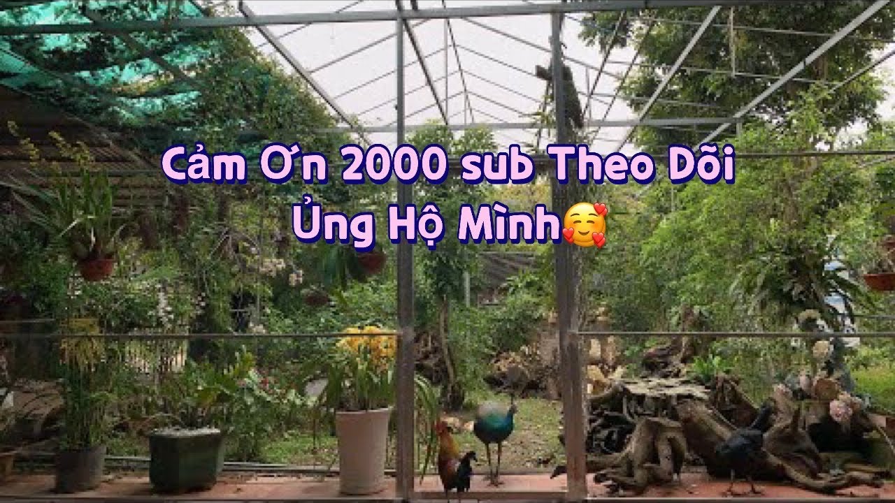 Cảm ơn 2000 sub / Chim Cảnh Sinh Sản || Trại Chim Cảnh BG