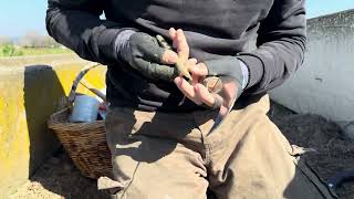 Dumanlı Papaz Eriği Aşısı