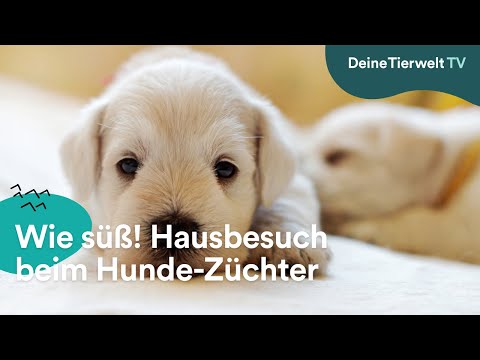 Video: Deinen Hund züchten