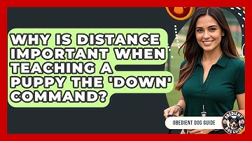 Why Is Distance Important When Teaching A Puppy The 