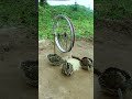 Making unique animal traps - quail trap #shorts