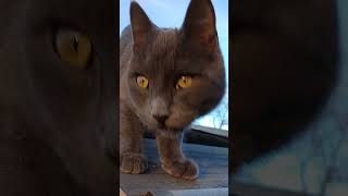 Tom Cat grew up, and Kit Cat still ignores me by Chasing Daydream 179 views 5 months ago 1 minute, 47 seconds