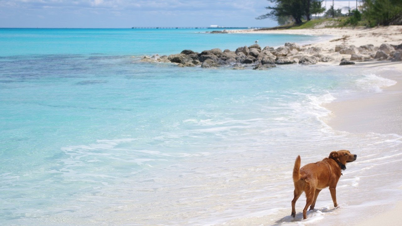 What You Need To Bring Your Dog To The Bahamas