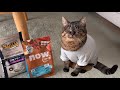 療法食を卒業する愛猫に新しいご飯をバイキング形式で選ばせてみたら…