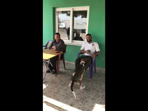 Köpek İnsan Çiftleşmesi 😂 - YouTube