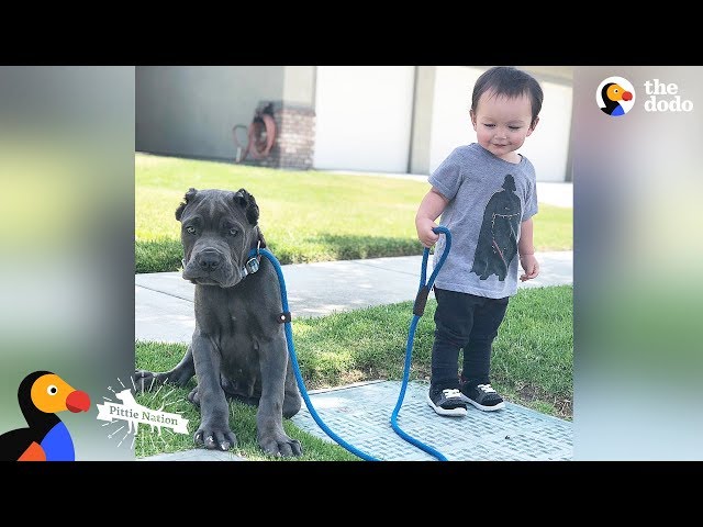 Aggressive Pit Bulls LOVE Their Baby Brother | The Dodo Pittie Nation