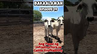BAKAalaman – Episode 19 Ang  Papel ng Infrastructure sa Cattle Profitability