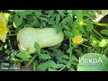 Тыква ВИКТОРИ F1 : VIKTORI F1 Hollar Seeds   HD 720p