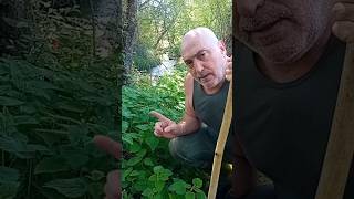 ¿Conocéis la infusión de ortigas? 🍵 Beneficios de la ortiga y cómo tomarla 💇 ¡Es buena para el pelo!