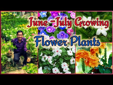 Video: Flower Garden In June. Main Works