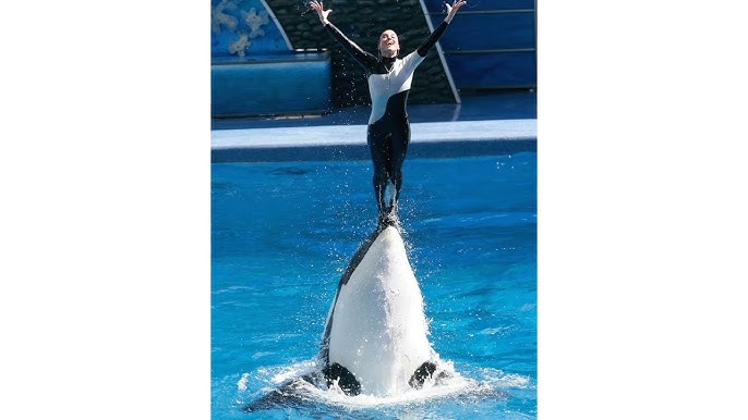 Jessica Radcliffe Orca Trainer Video😱 What Happened to Jessica Radcliffe ?😭 - YouTube