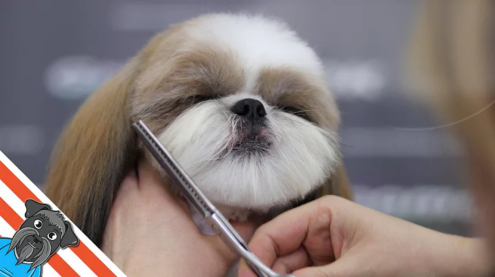 A beautiful haircuts shih tzu - How to groom shih tzu? - DayDayNews