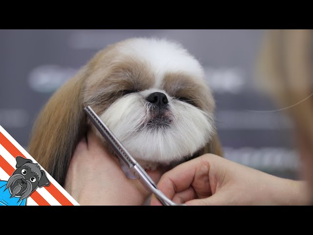 Adorable shih Tzu haircut leaves the topknot hair to be divided into  pigtails. I love how the face muz… | Shih tzu haircuts, Shih tzu grooming, Shih  tzu hair styles