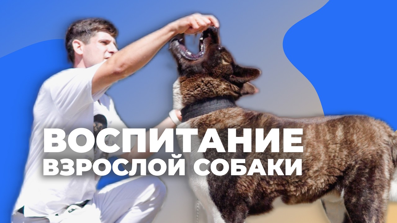 5 первых команд для обучения взрослой собаки 🐶 С чего начать дрессировку на улице 🐕
