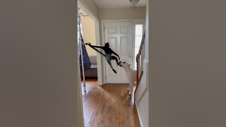“Yabba Dabba Doo” 🦕 #dog #monkey #funny